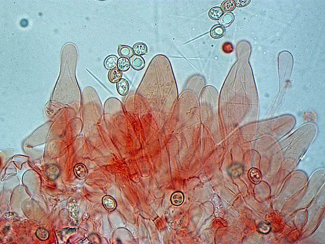 Pluteus mammifer  Romagnesi